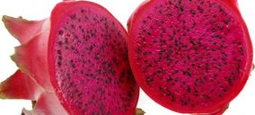 Tropical Millenium trabaja para introducir la pitaya en la gran distribución