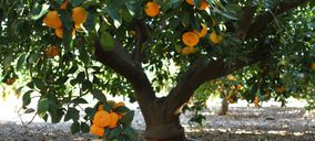 Miura avanza en el sector Agro y traslada su participación en Citri&Co al nuevo fondo Frutas