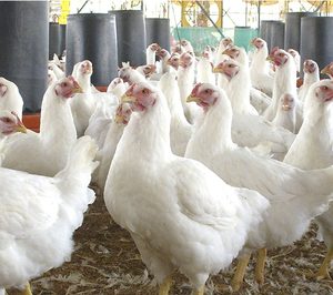 La cooperativa Guadavi, nueva víctima del sector avícola