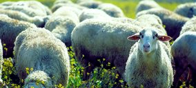¿Conseguirá el sector de carne de ovino salir de la crisis?