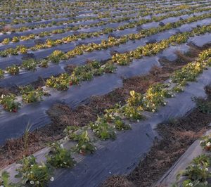 El sector onubense de frutos rojos vuelve a apostar por la frambuesa
