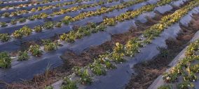 El sector onubense de frutos rojos vuelve a apostar por la frambuesa
