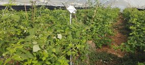 CoopHuelva inicia su proyecto integral de agricultura 4.0