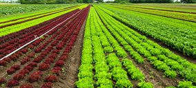 España exporta un 10% de frutas y hortalizas en 2019