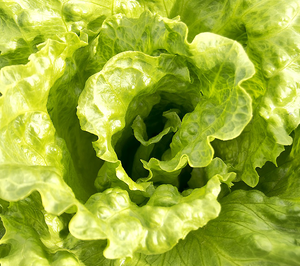 Nunhmes innova en lechuga para acercarse al consumidor