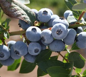Planasa inicia actividad en Perú donde constituye una filial