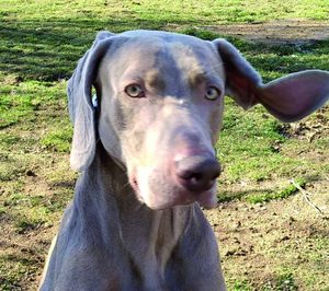 Nestlé Purina lanza un acelerador de empresas para innovar en petcare