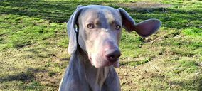 Nestlé Purina lanza un acelerador de empresas para innovar en petcare