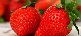 El sector nacional de la frutos rojos diversifica la inversión en su última campaña