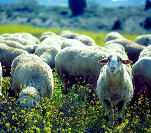 El sector de carne de ovino teme los impagos ante la pandemia