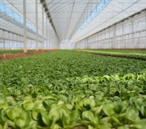 Florette invertirá 13 M en la construcción de su séptimo centro productivo