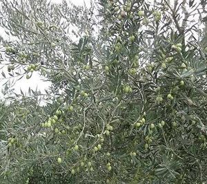 Las cotizaciones del aceite de oliva siguen hundidas pese al aumento de las exportaciones