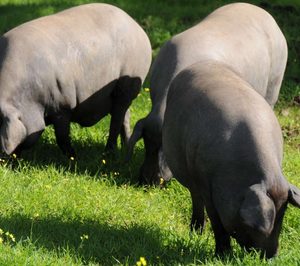 El sacrifico de cerdo ibérico aumentó un 5,2% en los siete primeros meses de campaña
