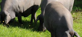 El sacrifico de cerdo ibérico aumentó un 5,2% en los siete primeros meses de campaña