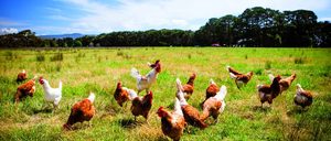 Informe 2020 del sector avícola en España