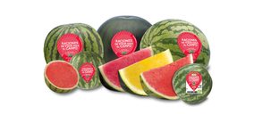 Anecoop se consolida como el primer operador de sandía en Europa