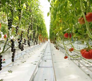 Syngenta pone en marcha su nuevo centro de I+D específico para tomate