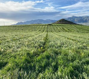 Bio Campojoyma incrementa su producción de limón ecológico un 50%