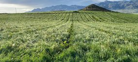 Bio Campojoyma incrementa su producción de limón ecológico un 50%