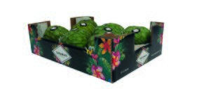 La Union Corp espera alcanzar las 5.000 t de tropicales en 2021