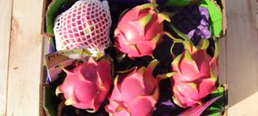 Tropical Millenium proyecta nuevas inversiones y crecimiento para 2020