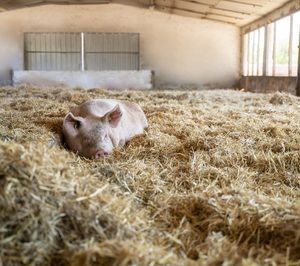 Vall Companys producirá 6.000 t de carne de cerdo ecológico