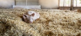 Vall Companys producirá 6.000 t de carne de cerdo ecológico