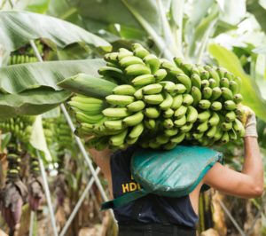 El sector del plátano se une para buscar alternativas y adelantarse en lo posible a la crisis