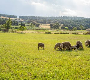 La carne de cordero y cabrito llega a Amazon