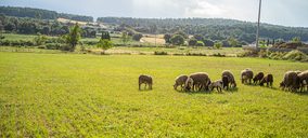 La carne de cordero y cabrito llega a Amazon