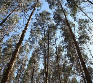 Aspapel actualiza la Memoria de Sostenibilidad del Papel