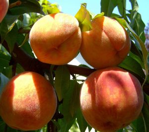 Cae la demanda y aumenta el valor en las exportaciones de frutas y hortalizas efectuadas hasta junio