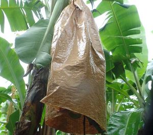 Smurfit Kappa lanza una solución sostenible para el cultivo de plátanos y bananas