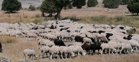 Nace una nueva marca de calidad de cordero