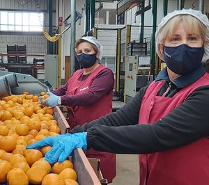 Benihort prevé alcanzar las 500.000 t de cítricos, un 10% más que la campaña pasada