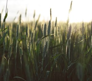 Europastry anuncia su compromiso de utilizar harina 100% sostenible