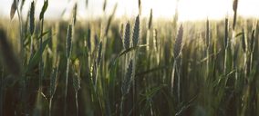Europastry anuncia su compromiso de utilizar harina 100% sostenible