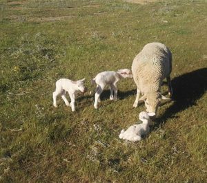 Nace AWIS, la marca de bienestar animal para el cordero y cabrito español