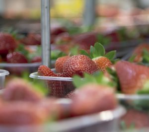 Fruta de Andalucía inicia la campaña 2020/2021 de berries con nuevas inversiones