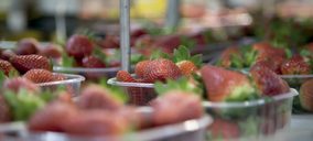 Fruta de Andalucía inicia la campaña 2020/2021 de berries con nuevas inversiones