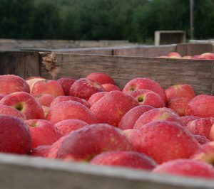 Finaliza, con éxito, la segunda campaña europea de la manzana SweeTango