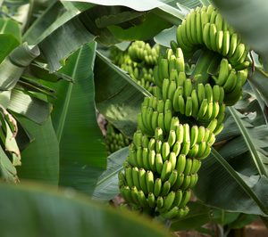 Asprocan teme que el sector del plátano se vaya desmantelando