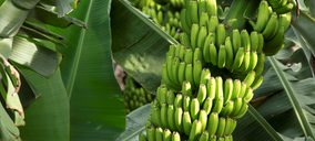 Asprocan teme que el sector del plátano se vaya desmantelando