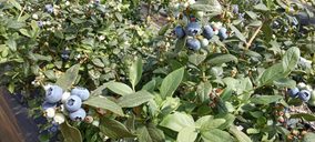 Cuna de Platero inicia la comercialización de su primera variedad propia de arándano