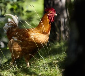 Splendid Foods abrirá una nueva planta para su marca de pollo ecológico y proyecta ya su ampliación
