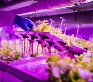 Agromediterránea presenta su nueva lechuga viva y sin tratamientos fitosanitarios