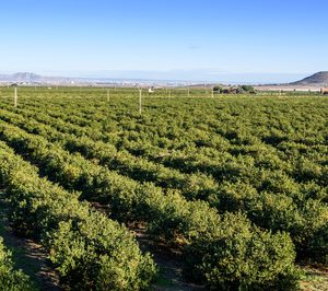 El limón europeo lidera la producción mundial durante 2020