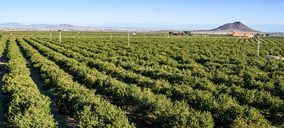 El limón europeo lidera la producción mundial durante 2020