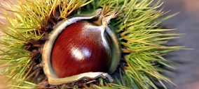 Grupo Cuevas desarrolla un postre funcional