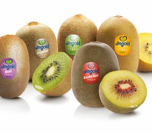 Los kiwis de la italiana Jingold aumentan su presencia en España